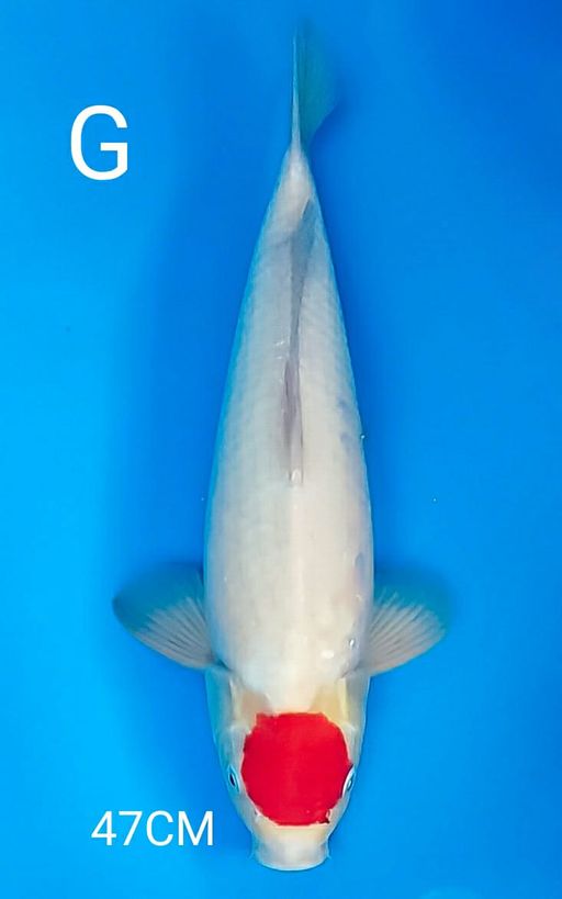 Ikan Koi TANCO KOHAKU 47cm, lelang koi TANCO KOHAKU 47cm, jual koi TANCO KOHAKU 47cm, beli koi TANCO KOHAKU 47cm, Lelang Koi Online, Jual Beli Ikan Koi, Pusat Jual Beli Koi, Info Lelang Koi Hari Ini, Platform Jual Beli Koi, Jual Beli Ikan Koi Online, Marketplace Ikan Koi, Jual Koi Terbaik, Tempat Beli Koi Berkualitas, Pasar Ikan Koi Online Terpercaya, Penjual Ikan Koi Terpercaya, Beli Koi Hias Online, Ikan Koi untuk Dijual, Koi Kualitas Terbaik, Toko Online Ikan Koi, Koi Hias Untuk Dijual, Jual Beli Ikan Koi Lokal, Koi Indonesia Online, Pusat Jual Beli Koi Terbesar