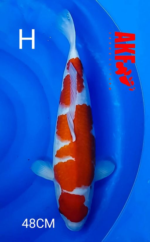Ikan Koi KOHAKU BY AKF 48cm, lelang koi KOHAKU BY AKF 48cm, jual koi KOHAKU BY AKF 48cm, beli koi KOHAKU BY AKF 48cm, Lelang Koi Online, Jual Beli Ikan Koi, Pusat Jual Beli Koi, Info Lelang Koi Hari Ini, Platform Jual Beli Koi, Jual Beli Ikan Koi Online, Marketplace Ikan Koi, Jual Koi Terbaik, Tempat Beli Koi Berkualitas, Pasar Ikan Koi Online Terpercaya, Penjual Ikan Koi Terpercaya, Beli Koi Hias Online, Ikan Koi untuk Dijual, Koi Kualitas Terbaik, Toko Online Ikan Koi, Koi Hias Untuk Dijual, Jual Beli Ikan Koi Lokal, Koi Indonesia Online, Pusat Jual Beli Koi Terbesar