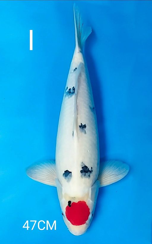 Ikan Koi TANCI SANKE ISTIMEWA 47cm, lelang koi TANCI SANKE ISTIMEWA 47cm, jual koi TANCI SANKE ISTIMEWA 47cm, beli koi TANCI SANKE ISTIMEWA 47cm, Lelang Koi Online, Jual Beli Ikan Koi, Pusat Jual Beli Koi, Info Lelang Koi Hari Ini, Platform Jual Beli Koi, Jual Beli Ikan Koi Online, Marketplace Ikan Koi, Jual Koi Terbaik, Tempat Beli Koi Berkualitas, Pasar Ikan Koi Online Terpercaya, Penjual Ikan Koi Terpercaya, Beli Koi Hias Online, Ikan Koi untuk Dijual, Koi Kualitas Terbaik, Toko Online Ikan Koi, Koi Hias Untuk Dijual, Jual Beli Ikan Koi Lokal, Koi Indonesia Online, Pusat Jual Beli Koi Terbesar