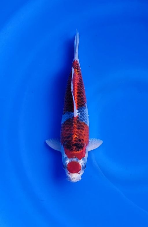 Ikan Koi GHOSIKI 27cm, lelang koi GHOSIKI 27cm, jual koi GHOSIKI 27cm, beli koi GHOSIKI 27cm, Lelang Koi Online, Jual Beli Ikan Koi, Pusat Jual Beli Koi, Info Lelang Koi Hari Ini, Platform Jual Beli Koi, Jual Beli Ikan Koi Online, Marketplace Ikan Koi, Jual Koi Terbaik, Tempat Beli Koi Berkualitas, Pasar Ikan Koi Online Terpercaya, Penjual Ikan Koi Terpercaya, Beli Koi Hias Online, Ikan Koi untuk Dijual, Koi Kualitas Terbaik, Toko Online Ikan Koi, Koi Hias Untuk Dijual, Jual Beli Ikan Koi Lokal, Koi Indonesia Online, Pusat Jual Beli Koi Terbesar