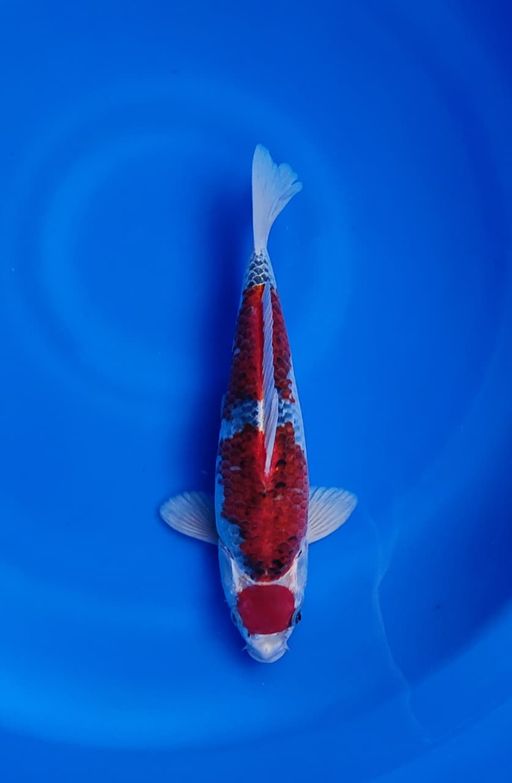 Ikan Koi GHOSIKI 30cm, lelang koi GHOSIKI 30cm, jual koi GHOSIKI 30cm, beli koi GHOSIKI 30cm, Lelang Koi Online, Jual Beli Ikan Koi, Pusat Jual Beli Koi, Info Lelang Koi Hari Ini, Platform Jual Beli Koi, Jual Beli Ikan Koi Online, Marketplace Ikan Koi, Jual Koi Terbaik, Tempat Beli Koi Berkualitas, Pasar Ikan Koi Online Terpercaya, Penjual Ikan Koi Terpercaya, Beli Koi Hias Online, Ikan Koi untuk Dijual, Koi Kualitas Terbaik, Toko Online Ikan Koi, Koi Hias Untuk Dijual, Jual Beli Ikan Koi Lokal, Koi Indonesia Online, Pusat Jual Beli Koi Terbesar
