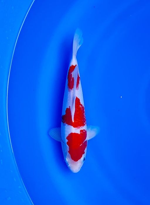 Ikan Koi KOHAKU 25cm, lelang koi KOHAKU 25cm, jual koi KOHAKU 25cm, beli koi KOHAKU 25cm, Lelang Koi Online, Jual Beli Ikan Koi, Pusat Jual Beli Koi, Info Lelang Koi Hari Ini, Platform Jual Beli Koi, Jual Beli Ikan Koi Online, Marketplace Ikan Koi, Jual Koi Terbaik, Tempat Beli Koi Berkualitas, Pasar Ikan Koi Online Terpercaya, Penjual Ikan Koi Terpercaya, Beli Koi Hias Online, Ikan Koi untuk Dijual, Koi Kualitas Terbaik, Toko Online Ikan Koi, Koi Hias Untuk Dijual, Jual Beli Ikan Koi Lokal, Koi Indonesia Online, Pusat Jual Beli Koi Terbesar