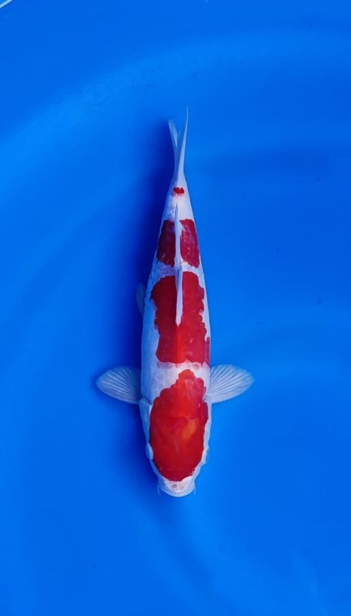 Ikan Koi KOHAKU 25cm, lelang koi KOHAKU 25cm, jual koi KOHAKU 25cm, beli koi KOHAKU 25cm, Lelang Koi Online, Jual Beli Ikan Koi, Pusat Jual Beli Koi, Info Lelang Koi Hari Ini, Platform Jual Beli Koi, Jual Beli Ikan Koi Online, Marketplace Ikan Koi, Jual Koi Terbaik, Tempat Beli Koi Berkualitas, Pasar Ikan Koi Online Terpercaya, Penjual Ikan Koi Terpercaya, Beli Koi Hias Online, Ikan Koi untuk Dijual, Koi Kualitas Terbaik, Toko Online Ikan Koi, Koi Hias Untuk Dijual, Jual Beli Ikan Koi Lokal, Koi Indonesia Online, Pusat Jual Beli Koi Terbesar