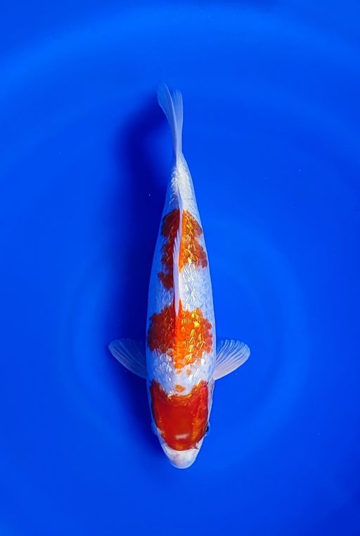 Ikan Koi KOHAKU 30cm, lelang koi KOHAKU 30cm, jual koi KOHAKU 30cm, beli koi KOHAKU 30cm, Lelang Koi Online, Jual Beli Ikan Koi, Pusat Jual Beli Koi, Info Lelang Koi Hari Ini, Platform Jual Beli Koi, Jual Beli Ikan Koi Online, Marketplace Ikan Koi, Jual Koi Terbaik, Tempat Beli Koi Berkualitas, Pasar Ikan Koi Online Terpercaya, Penjual Ikan Koi Terpercaya, Beli Koi Hias Online, Ikan Koi untuk Dijual, Koi Kualitas Terbaik, Toko Online Ikan Koi, Koi Hias Untuk Dijual, Jual Beli Ikan Koi Lokal, Koi Indonesia Online, Pusat Jual Beli Koi Terbesar