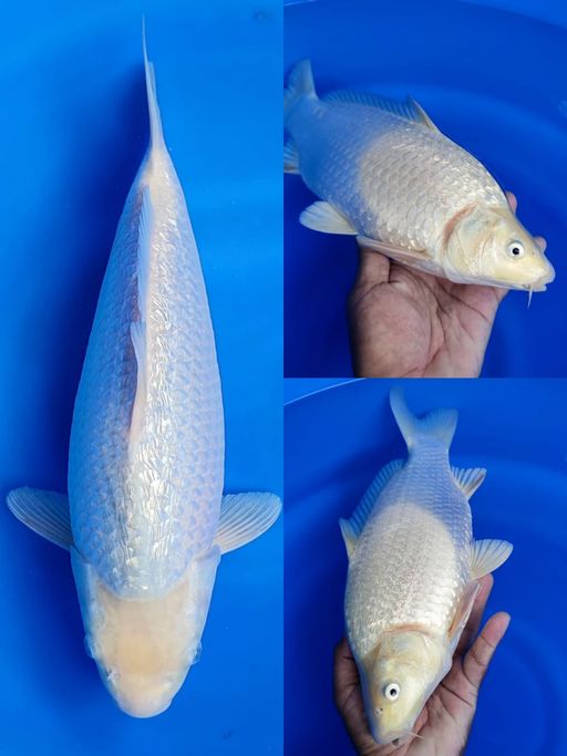 Ikan Koi SURAGOI 36cm, lelang koi SURAGOI 36cm, jual koi SURAGOI 36cm, beli koi SURAGOI 36cm, Lelang Koi Online, Jual Beli Ikan Koi, Pusat Jual Beli Koi, Info Lelang Koi Hari Ini, Platform Jual Beli Koi, Jual Beli Ikan Koi Online, Marketplace Ikan Koi, Jual Koi Terbaik, Tempat Beli Koi Berkualitas, Pasar Ikan Koi Online Terpercaya, Penjual Ikan Koi Terpercaya, Beli Koi Hias Online, Ikan Koi untuk Dijual, Koi Kualitas Terbaik, Toko Online Ikan Koi, Koi Hias Untuk Dijual, Jual Beli Ikan Koi Lokal, Koi Indonesia Online, Pusat Jual Beli Koi Terbesar