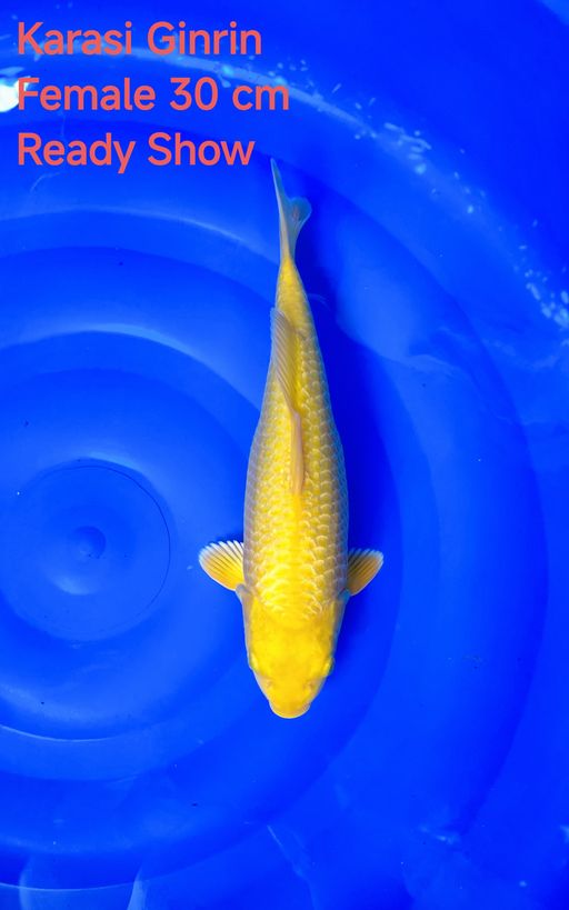 Ikan Koi KARASI GINRIN 30cm, lelang koi KARASI GINRIN 30cm, jual koi KARASI GINRIN 30cm, beli koi KARASI GINRIN 30cm, Lelang Koi Online, Jual Beli Ikan Koi, Pusat Jual Beli Koi, Info Lelang Koi Hari Ini, Platform Jual Beli Koi, Jual Beli Ikan Koi Online, Marketplace Ikan Koi, Jual Koi Terbaik, Tempat Beli Koi Berkualitas, Pasar Ikan Koi Online Terpercaya, Penjual Ikan Koi Terpercaya, Beli Koi Hias Online, Ikan Koi untuk Dijual, Koi Kualitas Terbaik, Toko Online Ikan Koi, Koi Hias Untuk Dijual, Jual Beli Ikan Koi Lokal, Koi Indonesia Online, Pusat Jual Beli Koi Terbesar