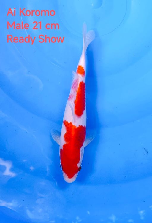 Ikan Koi AI KOROMO 21cm, lelang koi AI KOROMO 21cm, jual koi AI KOROMO 21cm, beli koi AI KOROMO 21cm, Lelang Koi Online, Jual Beli Ikan Koi, Pusat Jual Beli Koi, Info Lelang Koi Hari Ini, Platform Jual Beli Koi, Jual Beli Ikan Koi Online, Marketplace Ikan Koi, Jual Koi Terbaik, Tempat Beli Koi Berkualitas, Pasar Ikan Koi Online Terpercaya, Penjual Ikan Koi Terpercaya, Beli Koi Hias Online, Ikan Koi untuk Dijual, Koi Kualitas Terbaik, Toko Online Ikan Koi, Koi Hias Untuk Dijual, Jual Beli Ikan Koi Lokal, Koi Indonesia Online, Pusat Jual Beli Koi Terbesar