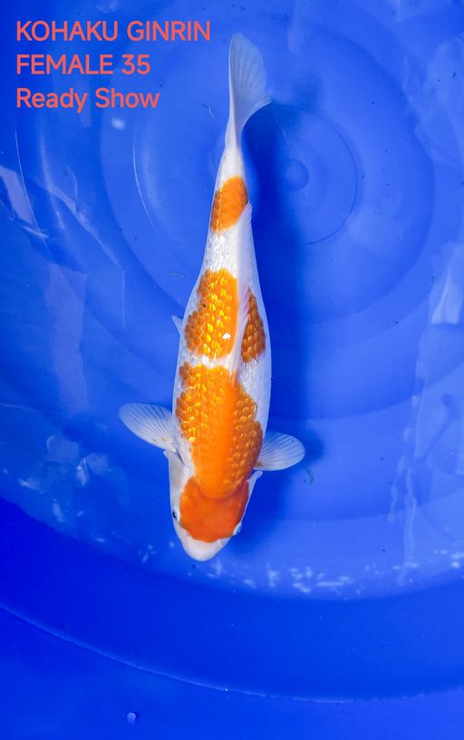 Ikan Koi KOHAKU GINRIN 35cm, lelang koi KOHAKU GINRIN 35cm, jual koi KOHAKU GINRIN 35cm, beli koi KOHAKU GINRIN 35cm, Lelang Koi Online, Jual Beli Ikan Koi, Pusat Jual Beli Koi, Info Lelang Koi Hari Ini, Platform Jual Beli Koi, Jual Beli Ikan Koi Online, Marketplace Ikan Koi, Jual Koi Terbaik, Tempat Beli Koi Berkualitas, Pasar Ikan Koi Online Terpercaya, Penjual Ikan Koi Terpercaya, Beli Koi Hias Online, Ikan Koi untuk Dijual, Koi Kualitas Terbaik, Toko Online Ikan Koi, Koi Hias Untuk Dijual, Jual Beli Ikan Koi Lokal, Koi Indonesia Online, Pusat Jual Beli Koi Terbesar