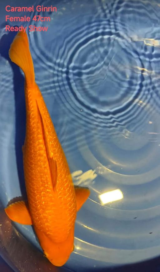 Ikan Koi KARAMEL GINRIN 47cm, lelang koi KARAMEL GINRIN 47cm, jual koi KARAMEL GINRIN 47cm, beli koi KARAMEL GINRIN 47cm, Lelang Koi Online, Jual Beli Ikan Koi, Pusat Jual Beli Koi, Info Lelang Koi Hari Ini, Platform Jual Beli Koi, Jual Beli Ikan Koi Online, Marketplace Ikan Koi, Jual Koi Terbaik, Tempat Beli Koi Berkualitas, Pasar Ikan Koi Online Terpercaya, Penjual Ikan Koi Terpercaya, Beli Koi Hias Online, Ikan Koi untuk Dijual, Koi Kualitas Terbaik, Toko Online Ikan Koi, Koi Hias Untuk Dijual, Jual Beli Ikan Koi Lokal, Koi Indonesia Online, Pusat Jual Beli Koi Terbesar