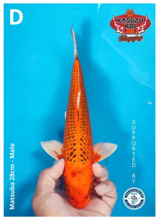 Lelang Koi Online, Jual Beli Ikan Koi, Pusat Jual Beli Koi, Info Lelang Koi Hari Ini, Platform Jual Beli Koi, Jual Beli Ikan Koi Online, Marketplace Ikan Koi, Jual Koi Terbaik, Tempat Beli Koi Berkualitas, Pasar Ikan Koi Online Terpercaya, Penjual Ikan Koi Terpercaya, Beli Koi Hias Online, Ikan Koi untuk Dijual, Koi Kualitas Terbaik, Toko Online Ikan Koi, Koi Hias Untuk Dijual, Jual Beli Ikan Koi Lokal, Koi Indonesia Online, Pusat Jual Beli Koi Terbesar