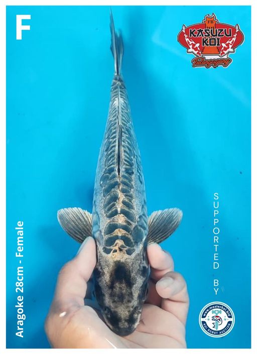 Lelang Koi Online, Jual Beli Ikan Koi, Pusat Jual Beli Koi, Info Lelang Koi Hari Ini, Platform Jual Beli Koi, Jual Beli Ikan Koi Online, Marketplace Ikan Koi, Jual Koi Terbaik, Tempat Beli Koi Berkualitas, Pasar Ikan Koi Online Terpercaya, Penjual Ikan Koi Terpercaya, Beli Koi Hias Online, Ikan Koi untuk Dijual, Koi Kualitas Terbaik, Toko Online Ikan Koi, Koi Hias Untuk Dijual, Jual Beli Ikan Koi Lokal, Koi Indonesia Online, Pusat Jual Beli Koi Terbesar