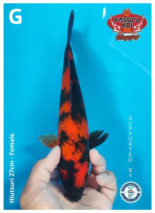 Lelang Koi Online, Jual Beli Ikan Koi, Pusat Jual Beli Koi, Info Lelang Koi Hari Ini, Platform Jual Beli Koi, Jual Beli Ikan Koi Online, Marketplace Ikan Koi, Jual Koi Terbaik, Tempat Beli Koi Berkualitas, Pasar Ikan Koi Online Terpercaya, Penjual Ikan Koi Terpercaya, Beli Koi Hias Online, Ikan Koi untuk Dijual, Koi Kualitas Terbaik, Toko Online Ikan Koi, Koi Hias Untuk Dijual, Jual Beli Ikan Koi Lokal, Koi Indonesia Online, Pusat Jual Beli Koi Terbesar