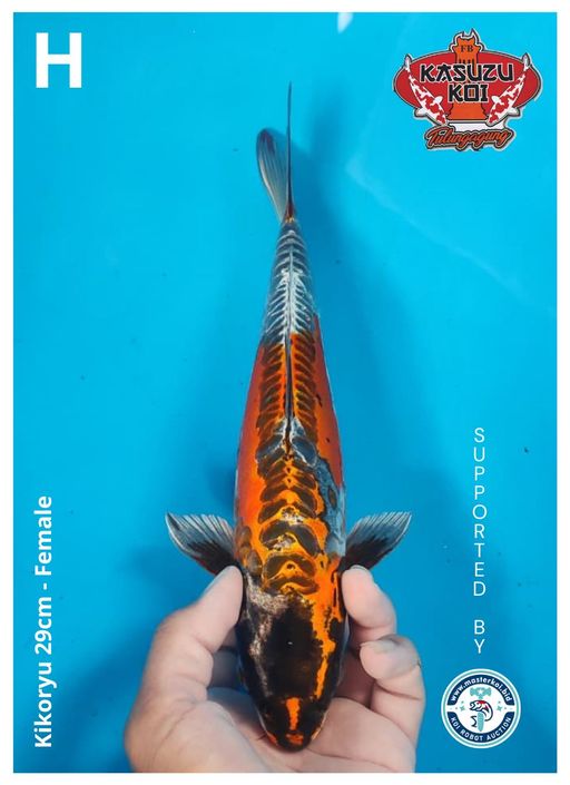 Lelang Koi Online, Jual Beli Ikan Koi, Pusat Jual Beli Koi, Info Lelang Koi Hari Ini, Platform Jual Beli Koi, Jual Beli Ikan Koi Online, Marketplace Ikan Koi, Jual Koi Terbaik, Tempat Beli Koi Berkualitas, Pasar Ikan Koi Online Terpercaya, Penjual Ikan Koi Terpercaya, Beli Koi Hias Online, Ikan Koi untuk Dijual, Koi Kualitas Terbaik, Toko Online Ikan Koi, Koi Hias Untuk Dijual, Jual Beli Ikan Koi Lokal, Koi Indonesia Online, Pusat Jual Beli Koi Terbesar