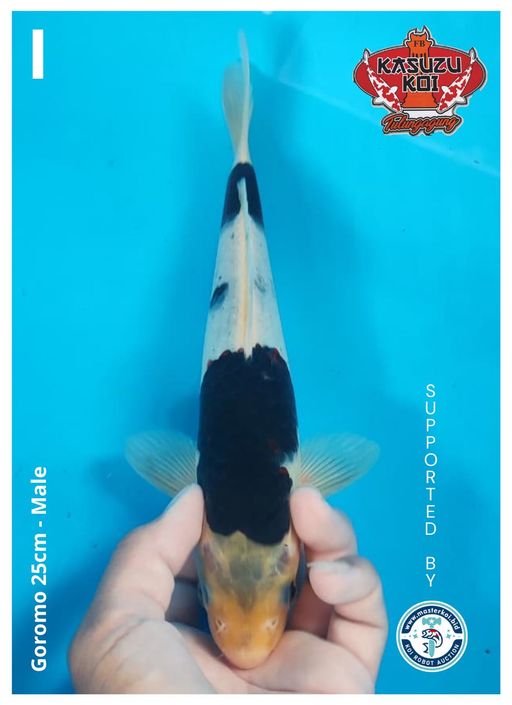 Lelang Koi Online, Jual Beli Ikan Koi, Pusat Jual Beli Koi, Info Lelang Koi Hari Ini, Platform Jual Beli Koi, Jual Beli Ikan Koi Online, Marketplace Ikan Koi, Jual Koi Terbaik, Tempat Beli Koi Berkualitas, Pasar Ikan Koi Online Terpercaya, Penjual Ikan Koi Terpercaya, Beli Koi Hias Online, Ikan Koi untuk Dijual, Koi Kualitas Terbaik, Toko Online Ikan Koi, Koi Hias Untuk Dijual, Jual Beli Ikan Koi Lokal, Koi Indonesia Online, Pusat Jual Beli Koi Terbesar