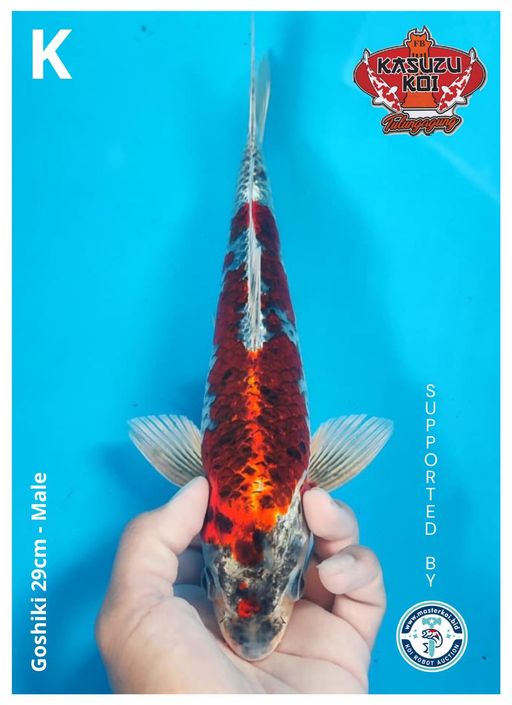 Lelang Koi Online, Jual Beli Ikan Koi, Pusat Jual Beli Koi, Info Lelang Koi Hari Ini, Platform Jual Beli Koi, Jual Beli Ikan Koi Online, Marketplace Ikan Koi, Jual Koi Terbaik, Tempat Beli Koi Berkualitas, Pasar Ikan Koi Online Terpercaya, Penjual Ikan Koi Terpercaya, Beli Koi Hias Online, Ikan Koi untuk Dijual, Koi Kualitas Terbaik, Toko Online Ikan Koi, Koi Hias Untuk Dijual, Jual Beli Ikan Koi Lokal, Koi Indonesia Online, Pusat Jual Beli Koi Terbesar