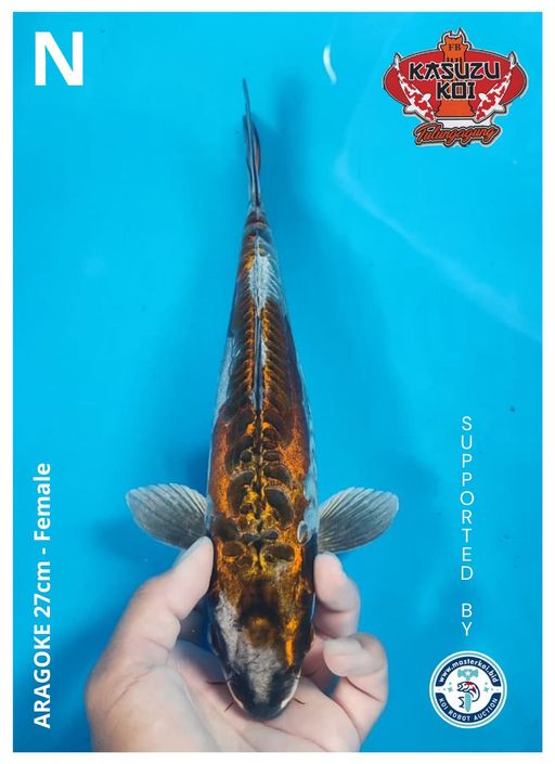 Lelang Koi Online, Jual Beli Ikan Koi, Pusat Jual Beli Koi, Info Lelang Koi Hari Ini, Platform Jual Beli Koi, Jual Beli Ikan Koi Online, Marketplace Ikan Koi, Jual Koi Terbaik, Tempat Beli Koi Berkualitas, Pasar Ikan Koi Online Terpercaya, Penjual Ikan Koi Terpercaya, Beli Koi Hias Online, Ikan Koi untuk Dijual, Koi Kualitas Terbaik, Toko Online Ikan Koi, Koi Hias Untuk Dijual, Jual Beli Ikan Koi Lokal, Koi Indonesia Online, Pusat Jual Beli Koi Terbesar