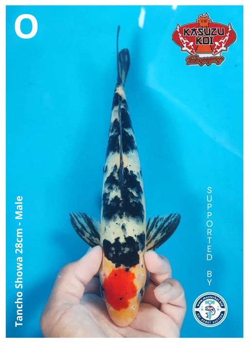Lelang Koi Online, Jual Beli Ikan Koi, Pusat Jual Beli Koi, Info Lelang Koi Hari Ini, Platform Jual Beli Koi, Jual Beli Ikan Koi Online, Marketplace Ikan Koi, Jual Koi Terbaik, Tempat Beli Koi Berkualitas, Pasar Ikan Koi Online Terpercaya, Penjual Ikan Koi Terpercaya, Beli Koi Hias Online, Ikan Koi untuk Dijual, Koi Kualitas Terbaik, Toko Online Ikan Koi, Koi Hias Untuk Dijual, Jual Beli Ikan Koi Lokal, Koi Indonesia Online, Pusat Jual Beli Koi Terbesar