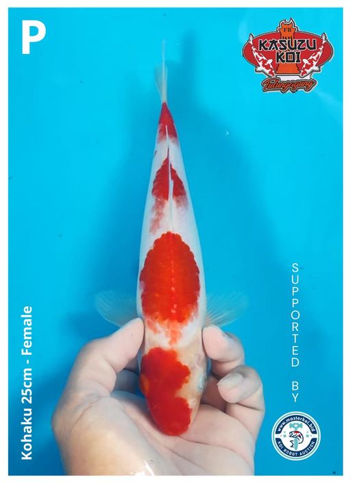 Lelang Koi Online, Jual Beli Ikan Koi, Pusat Jual Beli Koi, Info Lelang Koi Hari Ini, Platform Jual Beli Koi, Jual Beli Ikan Koi Online, Marketplace Ikan Koi, Jual Koi Terbaik, Tempat Beli Koi Berkualitas, Pasar Ikan Koi Online Terpercaya, Penjual Ikan Koi Terpercaya, Beli Koi Hias Online, Ikan Koi untuk Dijual, Koi Kualitas Terbaik, Toko Online Ikan Koi, Koi Hias Untuk Dijual, Jual Beli Ikan Koi Lokal, Koi Indonesia Online, Pusat Jual Beli Koi Terbesar
