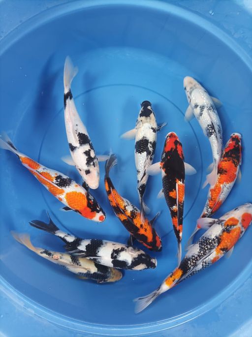 Ikan Koi SHOWA GINRIN DAN SHIRO GINRIN NON GINRIN 10 EKOR 27 SAMPAI 33cm, lelang koi SHOWA GINRIN DAN SHIRO GINRIN NON GINRIN 10 EKOR 27 SAMPAI 33cm, jual koi SHOWA GINRIN DAN SHIRO GINRIN NON GINRIN 10 EKOR 27 SAMPAI 33cm, beli koi SHOWA GINRIN DAN SHIRO GINRIN NON GINRIN 10 EKOR 27 SAMPAI 33cm, Lelang Koi Online, Jual Beli Ikan Koi, Pusat Jual Beli Koi, Info Lelang Koi Hari Ini, Platform Jual Beli Koi, Jual Beli Ikan Koi Online, Marketplace Ikan Koi, Jual Koi Terbaik, Tempat Beli Koi Berkualitas, Pasar Ikan Koi Online Terpercaya, Penjual Ikan Koi Terpercaya, Beli Koi Hias Online, Ikan Koi untuk Dijual, Koi Kualitas Terbaik, Toko Online Ikan Koi, Koi Hias Untuk Dijual, Jual Beli Ikan Koi Lokal, Koi Indonesia Online, Pusat Jual Beli Koi Terbesar