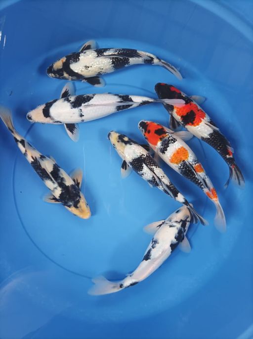 Ikan Koi SHOWA GINRIN DAN SHIRO GINRIN NON GINRIN 7 EKOR 25 SAMPAI 28cm, lelang koi SHOWA GINRIN DAN SHIRO GINRIN NON GINRIN 7 EKOR 25 SAMPAI 28cm, jual koi SHOWA GINRIN DAN SHIRO GINRIN NON GINRIN 7 EKOR 25 SAMPAI 28cm, beli koi SHOWA GINRIN DAN SHIRO GINRIN NON GINRIN 7 EKOR 25 SAMPAI 28cm, Lelang Koi Online, Jual Beli Ikan Koi, Pusat Jual Beli Koi, Info Lelang Koi Hari Ini, Platform Jual Beli Koi, Jual Beli Ikan Koi Online, Marketplace Ikan Koi, Jual Koi Terbaik, Tempat Beli Koi Berkualitas, Pasar Ikan Koi Online Terpercaya, Penjual Ikan Koi Terpercaya, Beli Koi Hias Online, Ikan Koi untuk Dijual, Koi Kualitas Terbaik, Toko Online Ikan Koi, Koi Hias Untuk Dijual, Jual Beli Ikan Koi Lokal, Koi Indonesia Online, Pusat Jual Beli Koi Terbesar