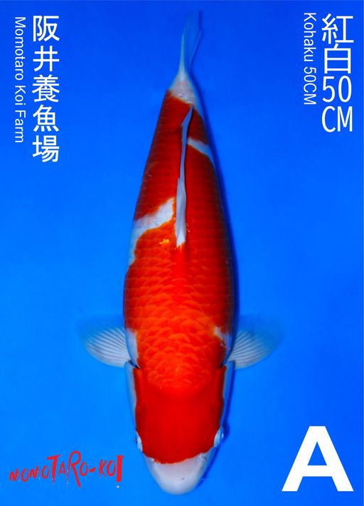 Ikan Koi KOHAKU MOMOTARO 50cm, lelang koi KOHAKU MOMOTARO 50cm, jual koi KOHAKU MOMOTARO 50cm, beli koi KOHAKU MOMOTARO 50cm, Lelang Koi Online, Jual Beli Ikan Koi, Pusat Jual Beli Koi, Info Lelang Koi Hari Ini, Platform Jual Beli Koi, Jual Beli Ikan Koi Online, Marketplace Ikan Koi, Jual Koi Terbaik, Tempat Beli Koi Berkualitas, Pasar Ikan Koi Online Terpercaya, Penjual Ikan Koi Terpercaya, Beli Koi Hias Online, Ikan Koi untuk Dijual, Koi Kualitas Terbaik, Toko Online Ikan Koi, Koi Hias Untuk Dijual, Jual Beli Ikan Koi Lokal, Koi Indonesia Online, Pusat Jual Beli Koi Terbesar
