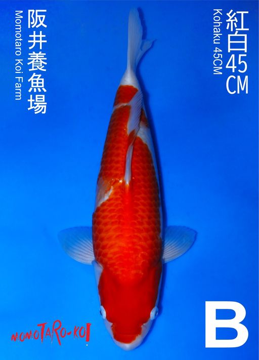 Ikan Koi KOHAKU MOMOTARO 45cm, lelang koi KOHAKU MOMOTARO 45cm, jual koi KOHAKU MOMOTARO 45cm, beli koi KOHAKU MOMOTARO 45cm, Lelang Koi Online, Jual Beli Ikan Koi, Pusat Jual Beli Koi, Info Lelang Koi Hari Ini, Platform Jual Beli Koi, Jual Beli Ikan Koi Online, Marketplace Ikan Koi, Jual Koi Terbaik, Tempat Beli Koi Berkualitas, Pasar Ikan Koi Online Terpercaya, Penjual Ikan Koi Terpercaya, Beli Koi Hias Online, Ikan Koi untuk Dijual, Koi Kualitas Terbaik, Toko Online Ikan Koi, Koi Hias Untuk Dijual, Jual Beli Ikan Koi Lokal, Koi Indonesia Online, Pusat Jual Beli Koi Terbesar