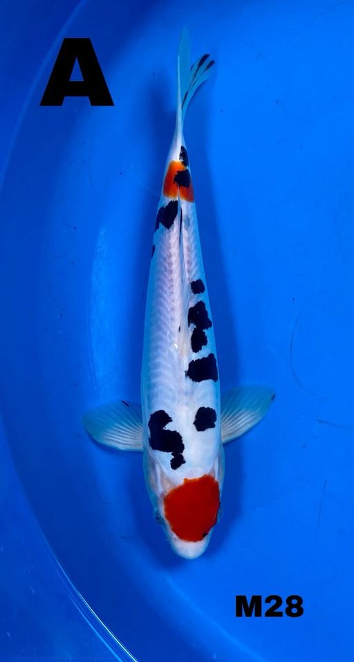 Ikan Koi TANCHO SANKE DOITSU BODY TEBAL SUMI TINTA PEKAT ORIGINAL 28cm, lelang koi TANCHO SANKE DOITSU BODY TEBAL SUMI TINTA PEKAT ORIGINAL 28cm, jual koi TANCHO SANKE DOITSU BODY TEBAL SUMI TINTA PEKAT ORIGINAL 28cm, beli koi TANCHO SANKE DOITSU BODY TEBAL SUMI TINTA PEKAT ORIGINAL 28cm, Lelang Koi Online, Jual Beli Ikan Koi, Pusat Jual Beli Koi, Info Lelang Koi Hari Ini, Platform Jual Beli Koi, Jual Beli Ikan Koi Online, Marketplace Ikan Koi, Jual Koi Terbaik, Tempat Beli Koi Berkualitas, Pasar Ikan Koi Online Terpercaya, Penjual Ikan Koi Terpercaya, Beli Koi Hias Online, Ikan Koi untuk Dijual, Koi Kualitas Terbaik, Toko Online Ikan Koi, Koi Hias Untuk Dijual, Jual Beli Ikan Koi Lokal, Koi Indonesia Online, Pusat Jual Beli Koi Terbesar