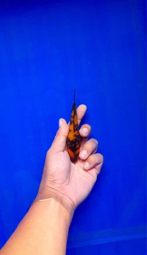 Ikan Koi GINRIN HIUTSURI BAHAN KEEP 14cm, lelang koi GINRIN HIUTSURI BAHAN KEEP 14cm, jual koi GINRIN HIUTSURI BAHAN KEEP 14cm, beli koi GINRIN HIUTSURI BAHAN KEEP 14cm, Lelang Koi Online, Jual Beli Ikan Koi, Pusat Jual Beli Koi, Info Lelang Koi Hari Ini, Platform Jual Beli Koi, Jual Beli Ikan Koi Online, Marketplace Ikan Koi, Jual Koi Terbaik, Tempat Beli Koi Berkualitas, Pasar Ikan Koi Online Terpercaya, Penjual Ikan Koi Terpercaya, Beli Koi Hias Online, Ikan Koi untuk Dijual, Koi Kualitas Terbaik, Toko Online Ikan Koi, Koi Hias Untuk Dijual, Jual Beli Ikan Koi Lokal, Koi Indonesia Online, Pusat Jual Beli Koi Terbesar