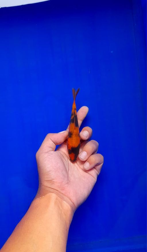 Ikan Koi HIUTSURI BAHAN KEEP 13cm, lelang koi HIUTSURI BAHAN KEEP 13cm, jual koi HIUTSURI BAHAN KEEP 13cm, beli koi HIUTSURI BAHAN KEEP 13cm, Lelang Koi Online, Jual Beli Ikan Koi, Pusat Jual Beli Koi, Info Lelang Koi Hari Ini, Platform Jual Beli Koi, Jual Beli Ikan Koi Online, Marketplace Ikan Koi, Jual Koi Terbaik, Tempat Beli Koi Berkualitas, Pasar Ikan Koi Online Terpercaya, Penjual Ikan Koi Terpercaya, Beli Koi Hias Online, Ikan Koi untuk Dijual, Koi Kualitas Terbaik, Toko Online Ikan Koi, Koi Hias Untuk Dijual, Jual Beli Ikan Koi Lokal, Koi Indonesia Online, Pusat Jual Beli Koi Terbesar
