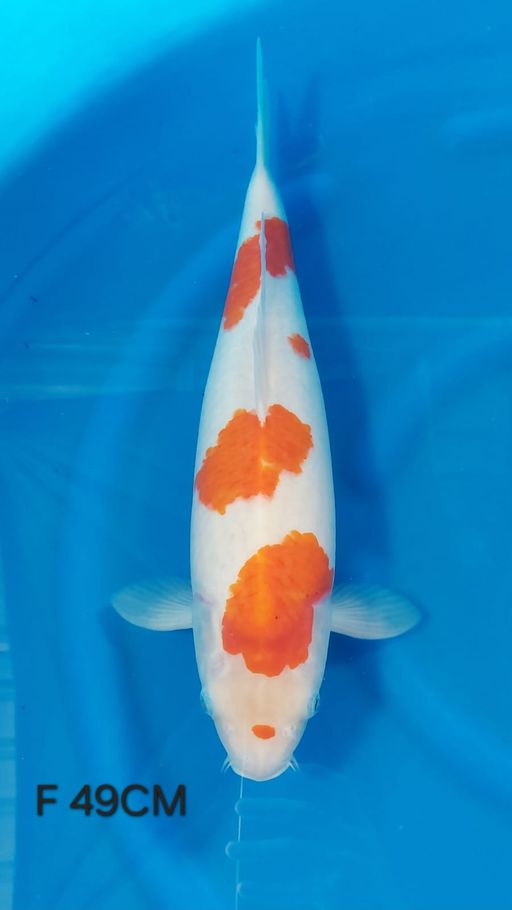 Ikan Koi KOHAKU 49cm, lelang koi KOHAKU 49cm, jual koi KOHAKU 49cm, beli koi KOHAKU 49cm, Lelang Koi Online, Jual Beli Ikan Koi, Pusat Jual Beli Koi, Info Lelang Koi Hari Ini, Platform Jual Beli Koi, Jual Beli Ikan Koi Online, Marketplace Ikan Koi, Jual Koi Terbaik, Tempat Beli Koi Berkualitas, Pasar Ikan Koi Online Terpercaya, Penjual Ikan Koi Terpercaya, Beli Koi Hias Online, Ikan Koi untuk Dijual, Koi Kualitas Terbaik, Toko Online Ikan Koi, Koi Hias Untuk Dijual, Jual Beli Ikan Koi Lokal, Koi Indonesia Online, Pusat Jual Beli Koi Terbesar