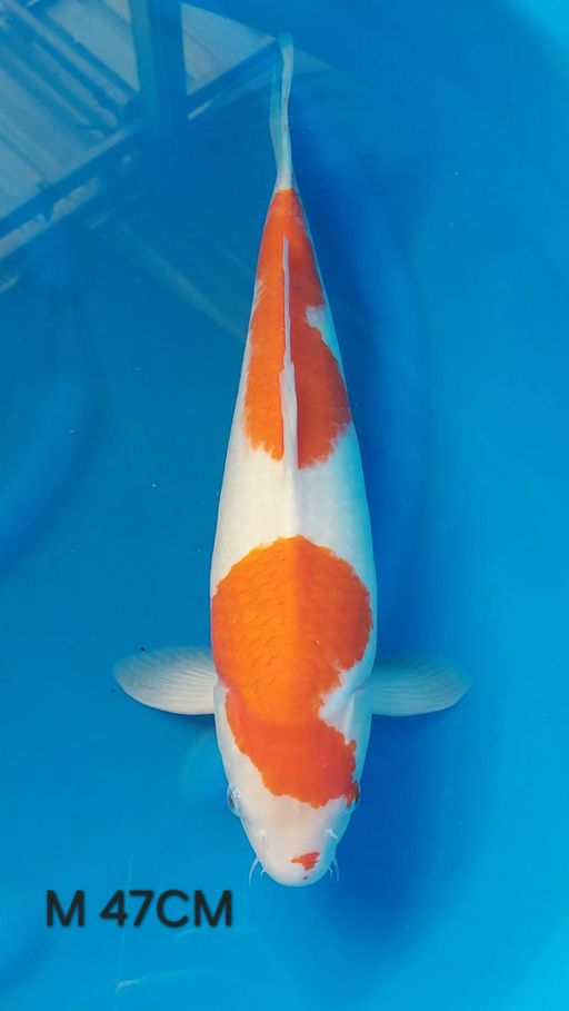 Ikan Koi KOHAKU 47cm, lelang koi KOHAKU 47cm, jual koi KOHAKU 47cm, beli koi KOHAKU 47cm, Lelang Koi Online, Jual Beli Ikan Koi, Pusat Jual Beli Koi, Info Lelang Koi Hari Ini, Platform Jual Beli Koi, Jual Beli Ikan Koi Online, Marketplace Ikan Koi, Jual Koi Terbaik, Tempat Beli Koi Berkualitas, Pasar Ikan Koi Online Terpercaya, Penjual Ikan Koi Terpercaya, Beli Koi Hias Online, Ikan Koi untuk Dijual, Koi Kualitas Terbaik, Toko Online Ikan Koi, Koi Hias Untuk Dijual, Jual Beli Ikan Koi Lokal, Koi Indonesia Online, Pusat Jual Beli Koi Terbesar