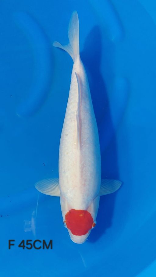 Ikan Koi TANCHO KOHAKU 45cm, lelang koi TANCHO KOHAKU 45cm, jual koi TANCHO KOHAKU 45cm, beli koi TANCHO KOHAKU 45cm, Lelang Koi Online, Jual Beli Ikan Koi, Pusat Jual Beli Koi, Info Lelang Koi Hari Ini, Platform Jual Beli Koi, Jual Beli Ikan Koi Online, Marketplace Ikan Koi, Jual Koi Terbaik, Tempat Beli Koi Berkualitas, Pasar Ikan Koi Online Terpercaya, Penjual Ikan Koi Terpercaya, Beli Koi Hias Online, Ikan Koi untuk Dijual, Koi Kualitas Terbaik, Toko Online Ikan Koi, Koi Hias Untuk Dijual, Jual Beli Ikan Koi Lokal, Koi Indonesia Online, Pusat Jual Beli Koi Terbesar