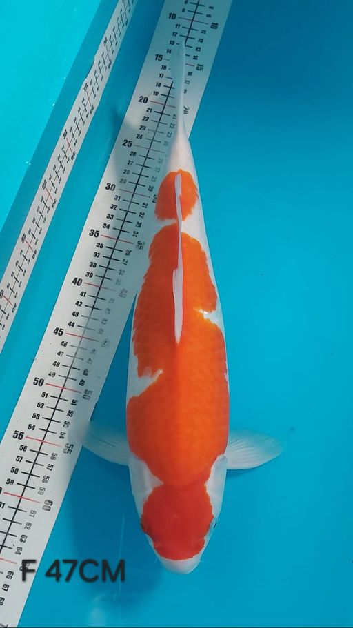 Ikan Koi KOHAKU 47cm, lelang koi KOHAKU 47cm, jual koi KOHAKU 47cm, beli koi KOHAKU 47cm, Lelang Koi Online, Jual Beli Ikan Koi, Pusat Jual Beli Koi, Info Lelang Koi Hari Ini, Platform Jual Beli Koi, Jual Beli Ikan Koi Online, Marketplace Ikan Koi, Jual Koi Terbaik, Tempat Beli Koi Berkualitas, Pasar Ikan Koi Online Terpercaya, Penjual Ikan Koi Terpercaya, Beli Koi Hias Online, Ikan Koi untuk Dijual, Koi Kualitas Terbaik, Toko Online Ikan Koi, Koi Hias Untuk Dijual, Jual Beli Ikan Koi Lokal, Koi Indonesia Online, Pusat Jual Beli Koi Terbesar
