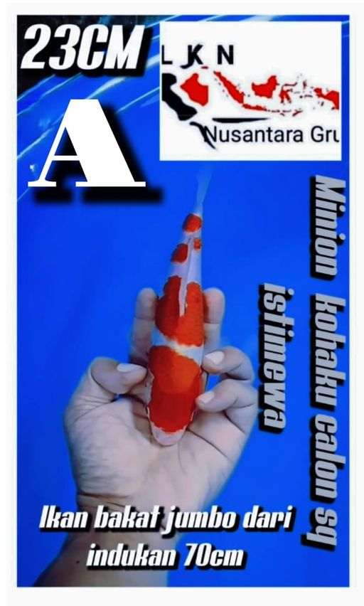 Lelang Koi Online, Jual Beli Ikan Koi, Pusat Jual Beli Koi, Info Lelang Koi Hari Ini, Platform Jual Beli Koi, Jual Beli Ikan Koi Online, Marketplace Ikan Koi, Jual Koi Terbaik, Tempat Beli Koi Berkualitas, Pasar Ikan Koi Online Terpercaya, Penjual Ikan Koi Terpercaya, Beli Koi Hias Online, Ikan Koi untuk Dijual, Koi Kualitas Terbaik, Toko Online Ikan Koi, Koi Hias Untuk Dijual, Jual Beli Ikan Koi Lokal, Koi Indonesia Online, Pusat Jual Beli Koi Terbesar