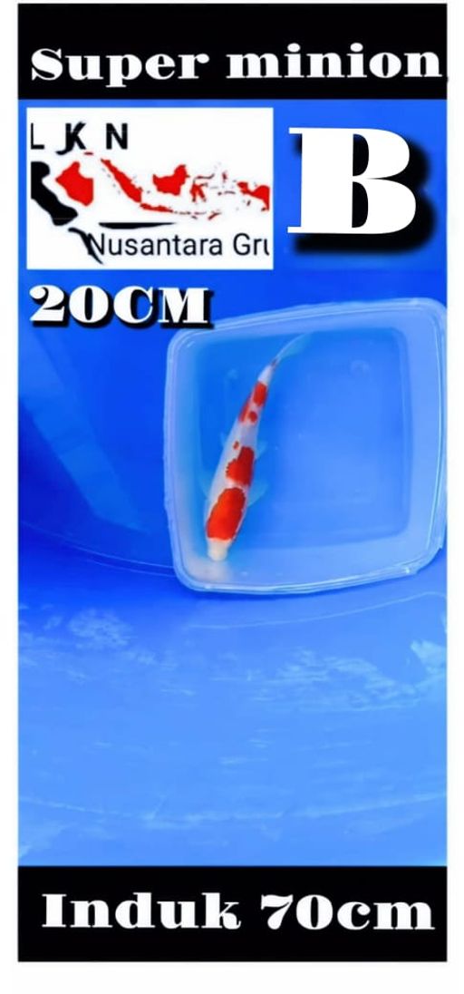 Lelang Koi Online, Jual Beli Ikan Koi, Pusat Jual Beli Koi, Info Lelang Koi Hari Ini, Platform Jual Beli Koi, Jual Beli Ikan Koi Online, Marketplace Ikan Koi, Jual Koi Terbaik, Tempat Beli Koi Berkualitas, Pasar Ikan Koi Online Terpercaya, Penjual Ikan Koi Terpercaya, Beli Koi Hias Online, Ikan Koi untuk Dijual, Koi Kualitas Terbaik, Toko Online Ikan Koi, Koi Hias Untuk Dijual, Jual Beli Ikan Koi Lokal, Koi Indonesia Online, Pusat Jual Beli Koi Terbesar