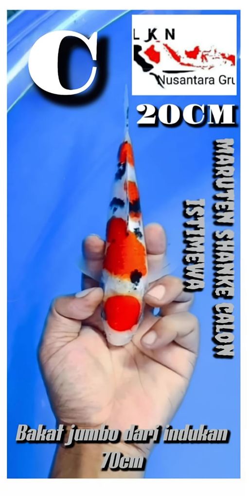 Lelang Koi Online, Jual Beli Ikan Koi, Pusat Jual Beli Koi, Info Lelang Koi Hari Ini, Platform Jual Beli Koi, Jual Beli Ikan Koi Online, Marketplace Ikan Koi, Jual Koi Terbaik, Tempat Beli Koi Berkualitas, Pasar Ikan Koi Online Terpercaya, Penjual Ikan Koi Terpercaya, Beli Koi Hias Online, Ikan Koi untuk Dijual, Koi Kualitas Terbaik, Toko Online Ikan Koi, Koi Hias Untuk Dijual, Jual Beli Ikan Koi Lokal, Koi Indonesia Online, Pusat Jual Beli Koi Terbesar