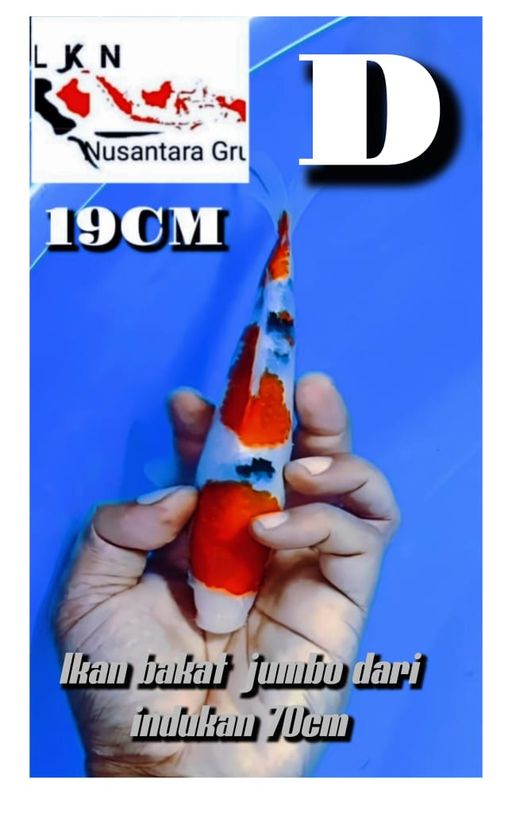 Lelang Koi Online, Jual Beli Ikan Koi, Pusat Jual Beli Koi, Info Lelang Koi Hari Ini, Platform Jual Beli Koi, Jual Beli Ikan Koi Online, Marketplace Ikan Koi, Jual Koi Terbaik, Tempat Beli Koi Berkualitas, Pasar Ikan Koi Online Terpercaya, Penjual Ikan Koi Terpercaya, Beli Koi Hias Online, Ikan Koi untuk Dijual, Koi Kualitas Terbaik, Toko Online Ikan Koi, Koi Hias Untuk Dijual, Jual Beli Ikan Koi Lokal, Koi Indonesia Online, Pusat Jual Beli Koi Terbesar