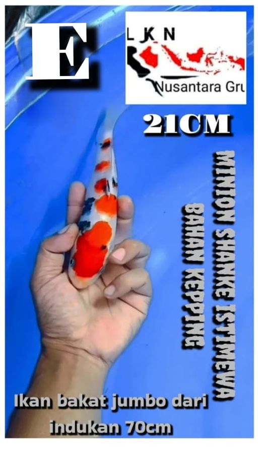 Lelang Koi Online, Jual Beli Ikan Koi, Pusat Jual Beli Koi, Info Lelang Koi Hari Ini, Platform Jual Beli Koi, Jual Beli Ikan Koi Online, Marketplace Ikan Koi, Jual Koi Terbaik, Tempat Beli Koi Berkualitas, Pasar Ikan Koi Online Terpercaya, Penjual Ikan Koi Terpercaya, Beli Koi Hias Online, Ikan Koi untuk Dijual, Koi Kualitas Terbaik, Toko Online Ikan Koi, Koi Hias Untuk Dijual, Jual Beli Ikan Koi Lokal, Koi Indonesia Online, Pusat Jual Beli Koi Terbesar