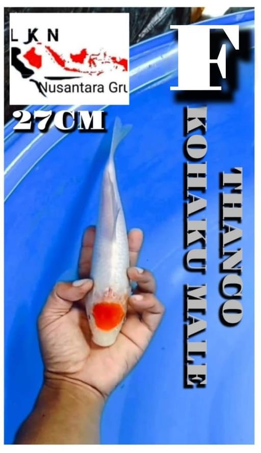 Lelang Koi Online, Jual Beli Ikan Koi, Pusat Jual Beli Koi, Info Lelang Koi Hari Ini, Platform Jual Beli Koi, Jual Beli Ikan Koi Online, Marketplace Ikan Koi, Jual Koi Terbaik, Tempat Beli Koi Berkualitas, Pasar Ikan Koi Online Terpercaya, Penjual Ikan Koi Terpercaya, Beli Koi Hias Online, Ikan Koi untuk Dijual, Koi Kualitas Terbaik, Toko Online Ikan Koi, Koi Hias Untuk Dijual, Jual Beli Ikan Koi Lokal, Koi Indonesia Online, Pusat Jual Beli Koi Terbesar