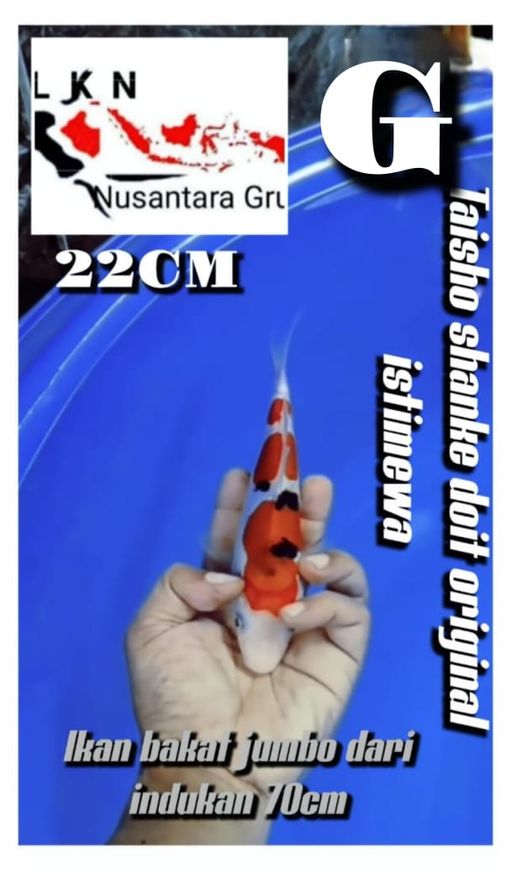 Lelang Koi Online, Jual Beli Ikan Koi, Pusat Jual Beli Koi, Info Lelang Koi Hari Ini, Platform Jual Beli Koi, Jual Beli Ikan Koi Online, Marketplace Ikan Koi, Jual Koi Terbaik, Tempat Beli Koi Berkualitas, Pasar Ikan Koi Online Terpercaya, Penjual Ikan Koi Terpercaya, Beli Koi Hias Online, Ikan Koi untuk Dijual, Koi Kualitas Terbaik, Toko Online Ikan Koi, Koi Hias Untuk Dijual, Jual Beli Ikan Koi Lokal, Koi Indonesia Online, Pusat Jual Beli Koi Terbesar