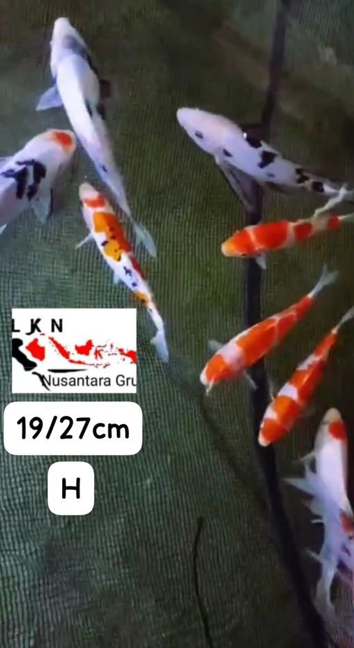 Lelang Koi Online, Jual Beli Ikan Koi, Pusat Jual Beli Koi, Info Lelang Koi Hari Ini, Platform Jual Beli Koi, Jual Beli Ikan Koi Online, Marketplace Ikan Koi, Jual Koi Terbaik, Tempat Beli Koi Berkualitas, Pasar Ikan Koi Online Terpercaya, Penjual Ikan Koi Terpercaya, Beli Koi Hias Online, Ikan Koi untuk Dijual, Koi Kualitas Terbaik, Toko Online Ikan Koi, Koi Hias Untuk Dijual, Jual Beli Ikan Koi Lokal, Koi Indonesia Online, Pusat Jual Beli Koi Terbesar