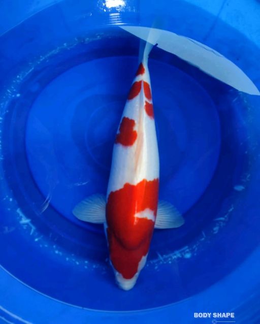 Ikan Koi KOHAKUJANTAN BERPUNOK 57cm, lelang koi KOHAKUJANTAN BERPUNOK 57cm, jual koi KOHAKUJANTAN BERPUNOK 57cm, beli koi KOHAKUJANTAN BERPUNOK 57cm, Lelang Koi Online, Jual Beli Ikan Koi, Pusat Jual Beli Koi, Info Lelang Koi Hari Ini, Platform Jual Beli Koi, Jual Beli Ikan Koi Online, Marketplace Ikan Koi, Jual Koi Terbaik, Tempat Beli Koi Berkualitas, Pasar Ikan Koi Online Terpercaya, Penjual Ikan Koi Terpercaya, Beli Koi Hias Online, Ikan Koi untuk Dijual, Koi Kualitas Terbaik, Toko Online Ikan Koi, Koi Hias Untuk Dijual, Jual Beli Ikan Koi Lokal, Koi Indonesia Online, Pusat Jual Beli Koi Terbesar