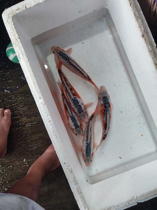 Ikan Koi HANASUSUI 2930cm, lelang koi HANASUSUI 2930cm, jual koi HANASUSUI 2930cm, beli koi HANASUSUI 2930cm, Lelang Koi Online, Jual Beli Ikan Koi, Pusat Jual Beli Koi, Info Lelang Koi Hari Ini, Platform Jual Beli Koi, Jual Beli Ikan Koi Online, Marketplace Ikan Koi, Jual Koi Terbaik, Tempat Beli Koi Berkualitas, Pasar Ikan Koi Online Terpercaya, Penjual Ikan Koi Terpercaya, Beli Koi Hias Online, Ikan Koi untuk Dijual, Koi Kualitas Terbaik, Toko Online Ikan Koi, Koi Hias Untuk Dijual, Jual Beli Ikan Koi Lokal, Koi Indonesia Online, Pusat Jual Beli Koi Terbesar