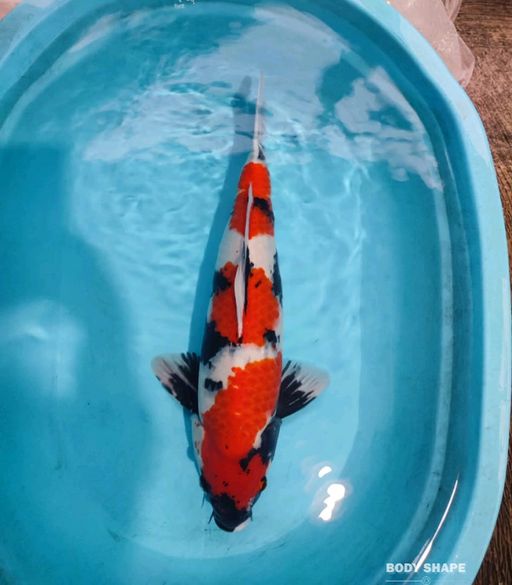 Ikan Koi SHOWAJANTAN HQ 60cm, lelang koi SHOWAJANTAN HQ 60cm, jual koi SHOWAJANTAN HQ 60cm, beli koi SHOWAJANTAN HQ 60cm, Lelang Koi Online, Jual Beli Ikan Koi, Pusat Jual Beli Koi, Info Lelang Koi Hari Ini, Platform Jual Beli Koi, Jual Beli Ikan Koi Online, Marketplace Ikan Koi, Jual Koi Terbaik, Tempat Beli Koi Berkualitas, Pasar Ikan Koi Online Terpercaya, Penjual Ikan Koi Terpercaya, Beli Koi Hias Online, Ikan Koi untuk Dijual, Koi Kualitas Terbaik, Toko Online Ikan Koi, Koi Hias Untuk Dijual, Jual Beli Ikan Koi Lokal, Koi Indonesia Online, Pusat Jual Beli Koi Terbesar