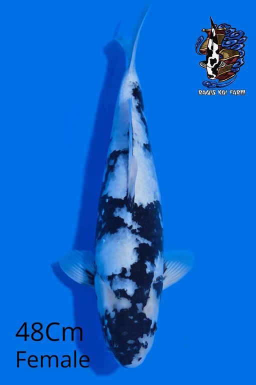 Ikan Koi SHIRO UTSURI 48cm, lelang koi SHIRO UTSURI 48cm, jual koi SHIRO UTSURI 48cm, beli koi SHIRO UTSURI 48cm, Lelang Koi Online, Jual Beli Ikan Koi, Pusat Jual Beli Koi, Info Lelang Koi Hari Ini, Platform Jual Beli Koi, Jual Beli Ikan Koi Online, Marketplace Ikan Koi, Jual Koi Terbaik, Tempat Beli Koi Berkualitas, Pasar Ikan Koi Online Terpercaya, Penjual Ikan Koi Terpercaya, Beli Koi Hias Online, Ikan Koi untuk Dijual, Koi Kualitas Terbaik, Toko Online Ikan Koi, Koi Hias Untuk Dijual, Jual Beli Ikan Koi Lokal, Koi Indonesia Online, Pusat Jual Beli Koi Terbesar