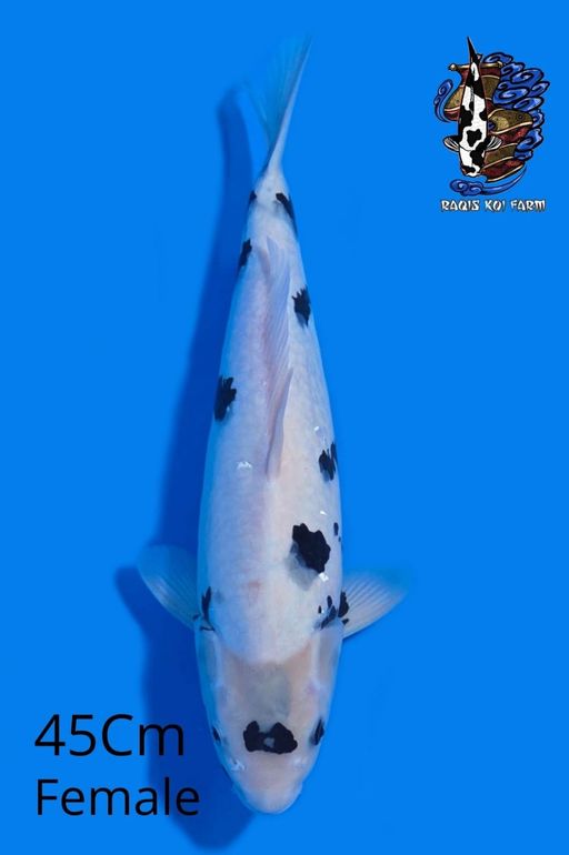 Ikan Koi SHIRO UTSURI 45cm, lelang koi SHIRO UTSURI 45cm, jual koi SHIRO UTSURI 45cm, beli koi SHIRO UTSURI 45cm, Lelang Koi Online, Jual Beli Ikan Koi, Pusat Jual Beli Koi, Info Lelang Koi Hari Ini, Platform Jual Beli Koi, Jual Beli Ikan Koi Online, Marketplace Ikan Koi, Jual Koi Terbaik, Tempat Beli Koi Berkualitas, Pasar Ikan Koi Online Terpercaya, Penjual Ikan Koi Terpercaya, Beli Koi Hias Online, Ikan Koi untuk Dijual, Koi Kualitas Terbaik, Toko Online Ikan Koi, Koi Hias Untuk Dijual, Jual Beli Ikan Koi Lokal, Koi Indonesia Online, Pusat Jual Beli Koi Terbesar