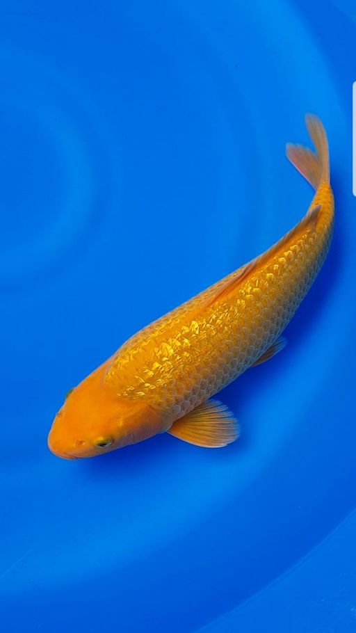 Ikan Koi GINRIN KARASHI MANGO PUNUK 34cm, lelang koi GINRIN KARASHI MANGO PUNUK 34cm, jual koi GINRIN KARASHI MANGO PUNUK 34cm, beli koi GINRIN KARASHI MANGO PUNUK 34cm, Lelang Koi Online, Jual Beli Ikan Koi, Pusat Jual Beli Koi, Info Lelang Koi Hari Ini, Platform Jual Beli Koi, Jual Beli Ikan Koi Online, Marketplace Ikan Koi, Jual Koi Terbaik, Tempat Beli Koi Berkualitas, Pasar Ikan Koi Online Terpercaya, Penjual Ikan Koi Terpercaya, Beli Koi Hias Online, Ikan Koi untuk Dijual, Koi Kualitas Terbaik, Toko Online Ikan Koi, Koi Hias Untuk Dijual, Jual Beli Ikan Koi Lokal, Koi Indonesia Online, Pusat Jual Beli Koi Terbesar