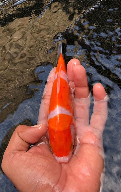 Lelang Koi Online, Jual Beli Ikan Koi, Pusat Jual Beli Koi, Info Lelang Koi Hari Ini, Platform Jual Beli Koi, Jual Beli Ikan Koi Online, Marketplace Ikan Koi, Jual Koi Terbaik, Tempat Beli Koi Berkualitas, Pasar Ikan Koi Online Terpercaya, Penjual Ikan Koi Terpercaya, Beli Koi Hias Online, Ikan Koi untuk Dijual, Koi Kualitas Terbaik, Toko Online Ikan Koi, Koi Hias Untuk Dijual, Jual Beli Ikan Koi Lokal, Koi Indonesia Online, Pusat Jual Beli Koi Terbesar