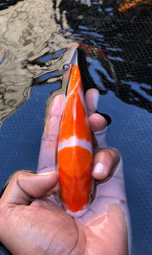 Lelang Koi Online, Jual Beli Ikan Koi, Pusat Jual Beli Koi, Info Lelang Koi Hari Ini, Platform Jual Beli Koi, Jual Beli Ikan Koi Online, Marketplace Ikan Koi, Jual Koi Terbaik, Tempat Beli Koi Berkualitas, Pasar Ikan Koi Online Terpercaya, Penjual Ikan Koi Terpercaya, Beli Koi Hias Online, Ikan Koi untuk Dijual, Koi Kualitas Terbaik, Toko Online Ikan Koi, Koi Hias Untuk Dijual, Jual Beli Ikan Koi Lokal, Koi Indonesia Online, Pusat Jual Beli Koi Terbesar