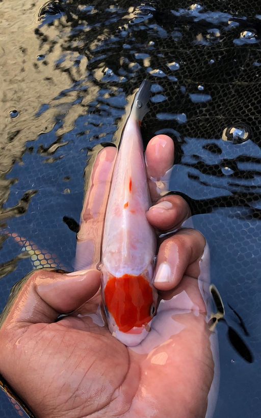 Lelang Koi Online, Jual Beli Ikan Koi, Pusat Jual Beli Koi, Info Lelang Koi Hari Ini, Platform Jual Beli Koi, Jual Beli Ikan Koi Online, Marketplace Ikan Koi, Jual Koi Terbaik, Tempat Beli Koi Berkualitas, Pasar Ikan Koi Online Terpercaya, Penjual Ikan Koi Terpercaya, Beli Koi Hias Online, Ikan Koi untuk Dijual, Koi Kualitas Terbaik, Toko Online Ikan Koi, Koi Hias Untuk Dijual, Jual Beli Ikan Koi Lokal, Koi Indonesia Online, Pusat Jual Beli Koi Terbesar